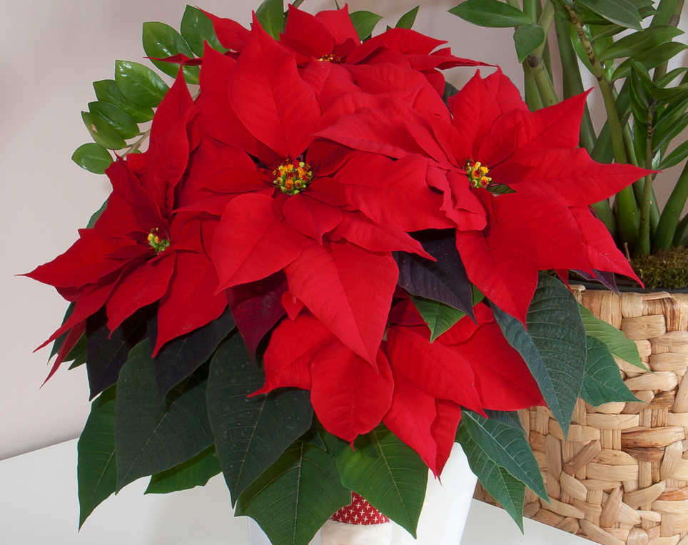 11 Pretty New Poinsettias [Slideshow] | Greenhouse Grower