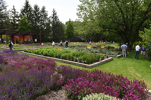 Check Out Highlights From The Darwin Perennials Day Greenhouse