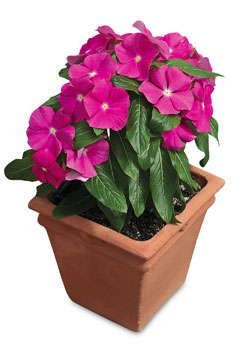 Tips For Producing Vincas - Greenhouse Grower