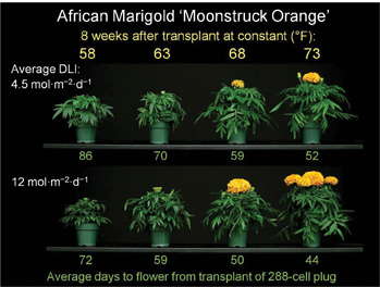 Ready Research Results Daily Light Integral Flowering Of Annuals Greenhouse Grower