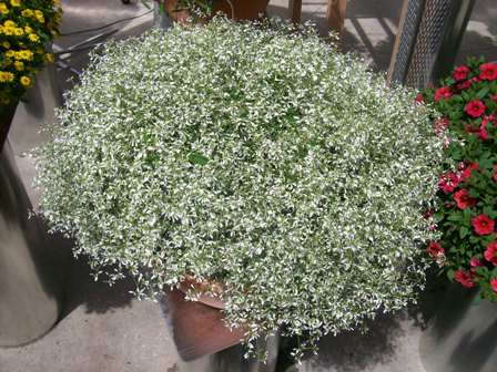 White Sparkle Stardust Gypsophila, Baby's Breath