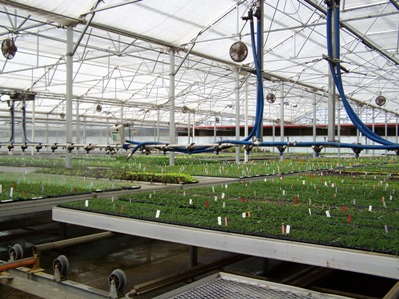 Knox Nursery - Greenhouse Grower