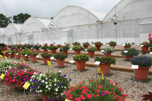 Best Of Raker's Trials - Greenhouse Grower