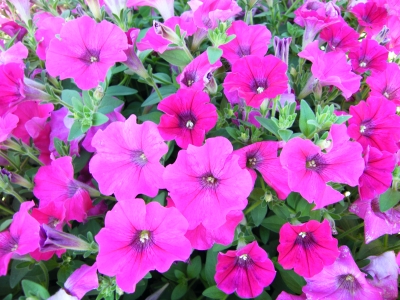 Petunia: Finished Production Tips - Greenhouse Grower