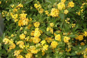 Lantana Propagation Tips - Greenhouse Grower