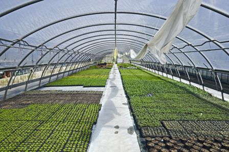 Save Energy With The Right Greenhouse Glazing - Greenhouse Grower