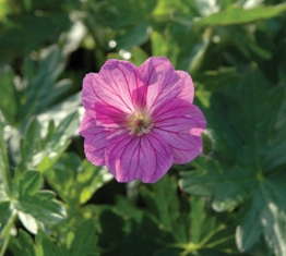 Spotlight On: 'Blushing Turtle' Geranium - Greenhouse Grower