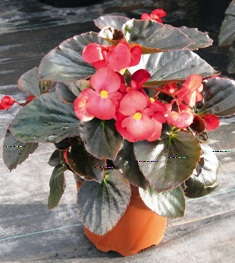 'Big Red Bronze Leaf Improved' Begonia From Benary - Greenhouse Grower