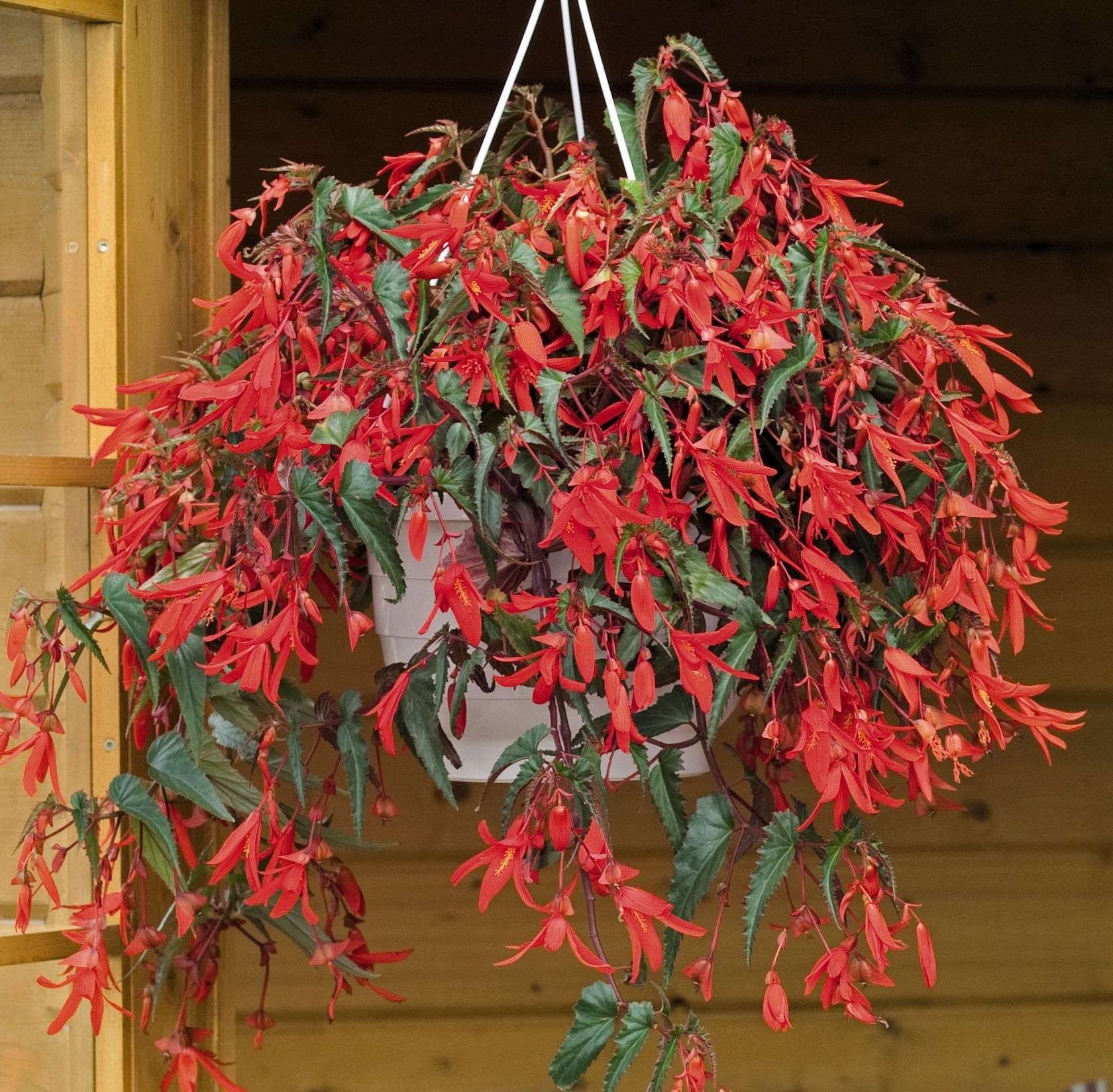 Begonia boliviensis Santa Cruz Sunset Is A Medal Of Excellence