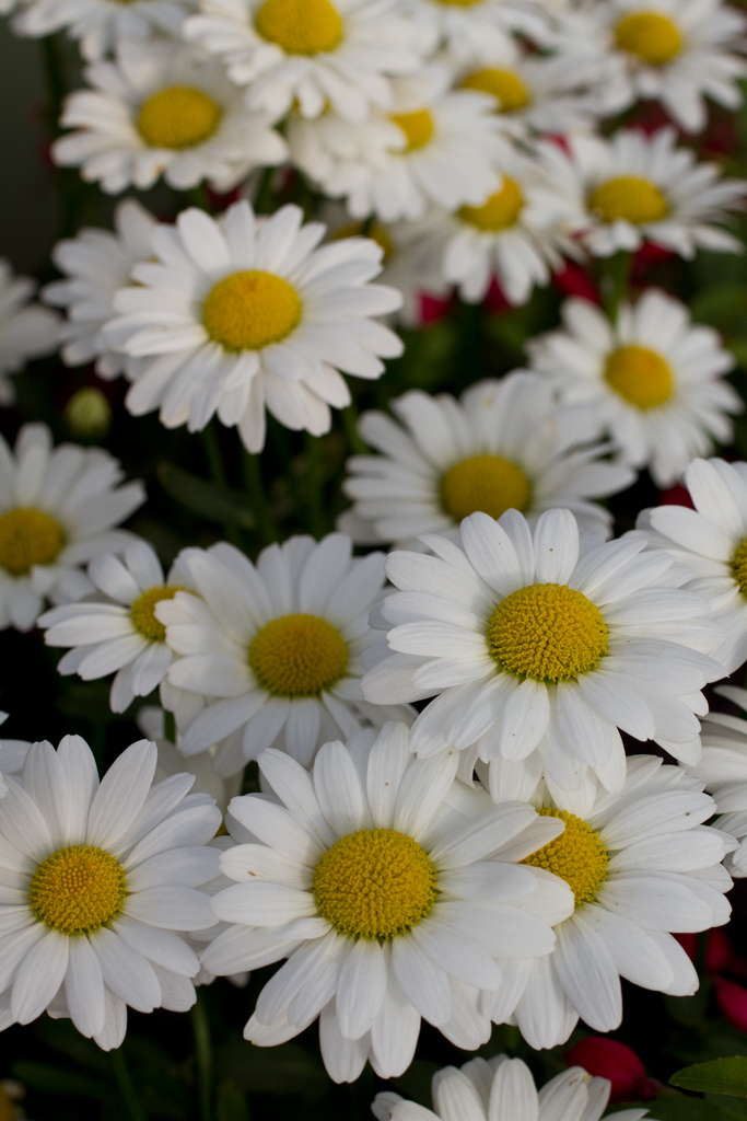 Tips For Producing Leucanthemum - Greenhouse Grower