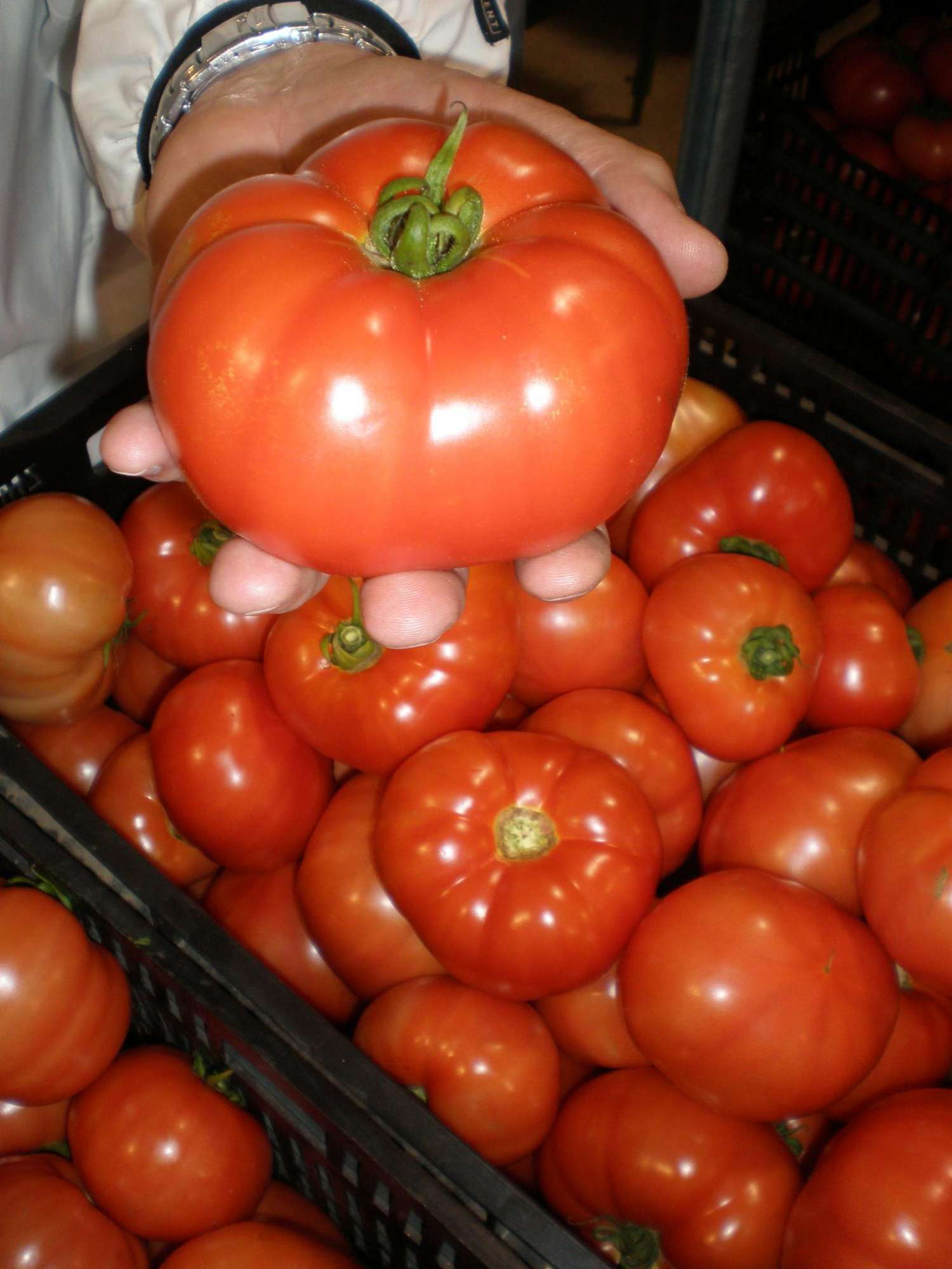 a-look-ahead-at-food-safety-for-commercial-greenhouse-vegetable