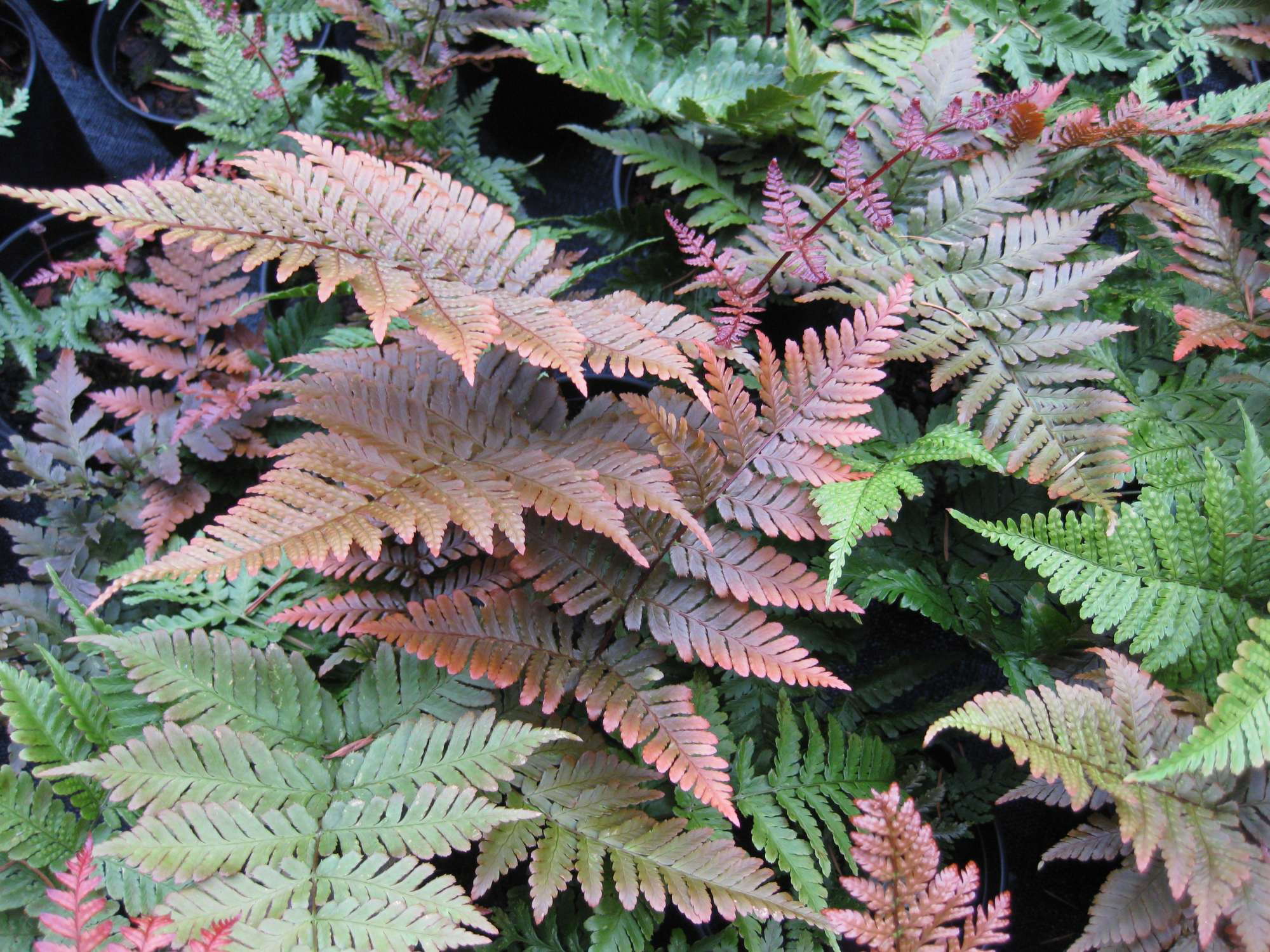 do-ferns-need-full-sun-pepper-s-home-garden