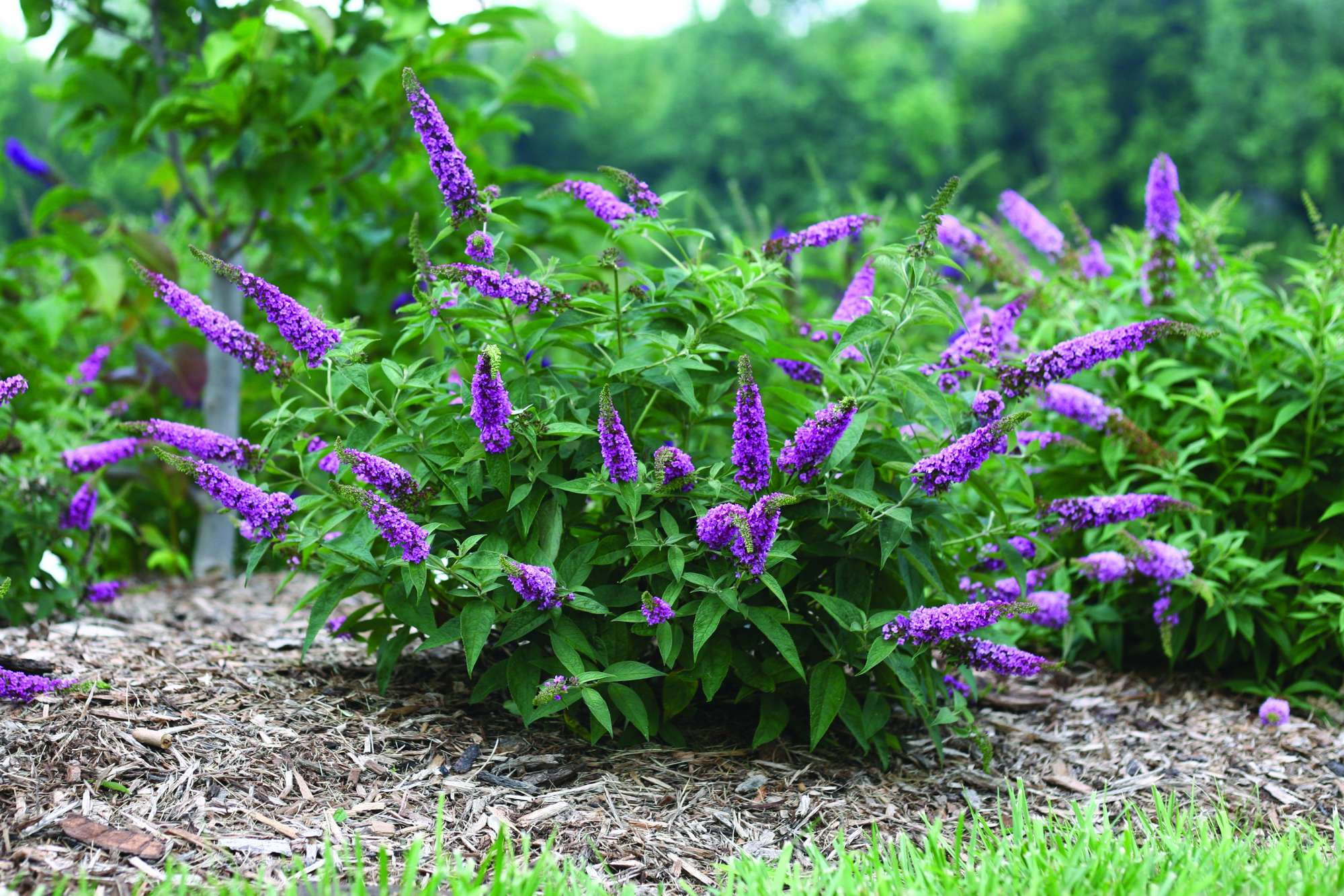 New Shrubs For 2014 - Greenhouse Grower