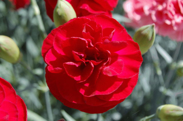 Growing Dianthus Successfully - Greenhouse Grower