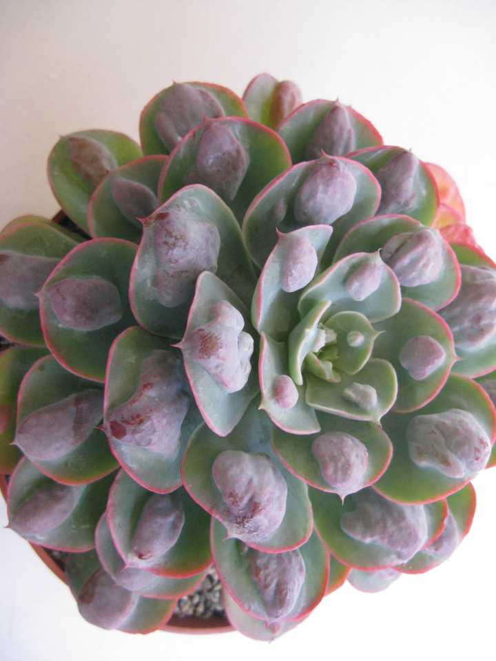 Succulents And Miniatures Offer Variety And Easy Growing - Greenhouse ...