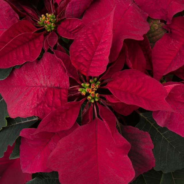 Please Take Greenhouse Grower's 2016 Poinsettia Survey - Greenhouse Grower