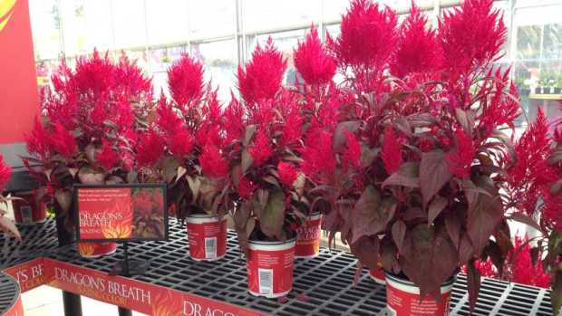 Sakata S Celosia Dragon S Breath Steals The Show In Salinas Greenhouse Grower