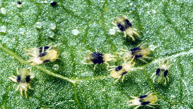 Early Detection and Intervention: Key to Managing Spider Mites