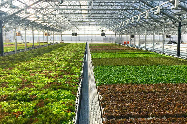 Gotham Greens Expands Into Chicago With New Rooftop Greenhouse