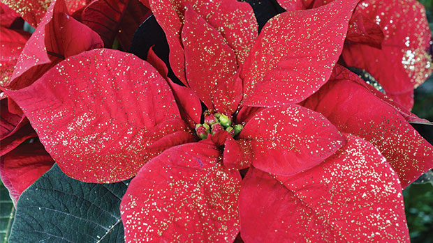 Poinsettia Production On The Decline - Greenhouse Grower