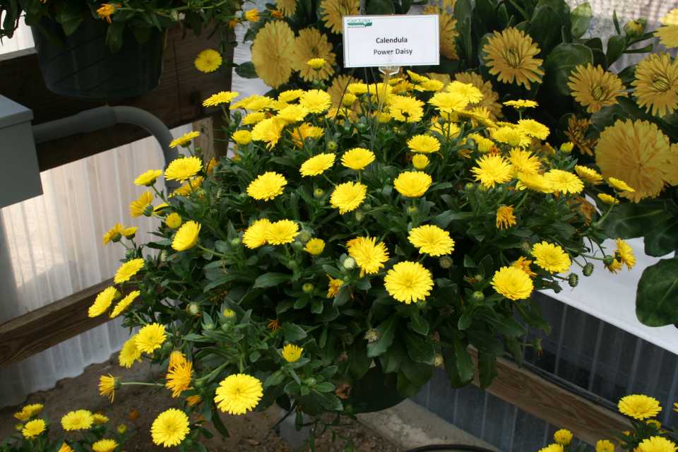 Dr. Allan Armitage Names His Top 6 Picks From GroLink And Windmill Nursery  At California Spring Trials 2016 - Greenhouse Grower