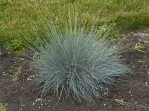 12 New Ornamental Grasses For Low Maintenance Garden Appeal [slideshow ...