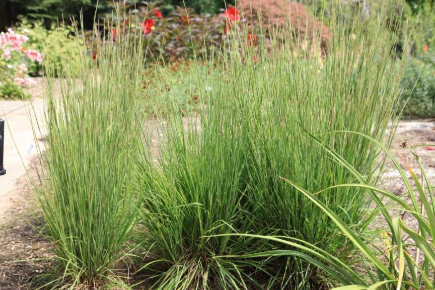 12 New Ornamental Grasses For Low Maintenance Garden Appeal Slideshow Greenhouse Grower