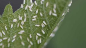 https://www.greenhousegrower.com/wp-content/uploads/2016/06/Whitefly-300x169.jpg