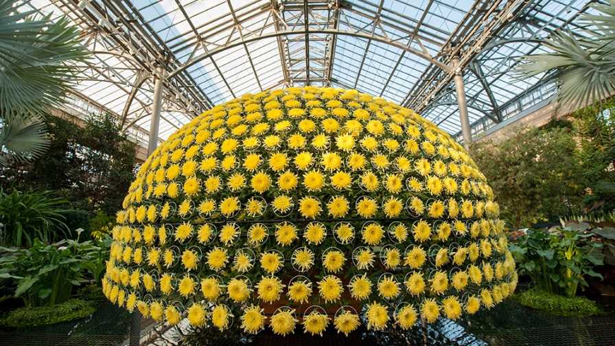 Suntory Flowers launches BluOcean Chrysanthemum in North America