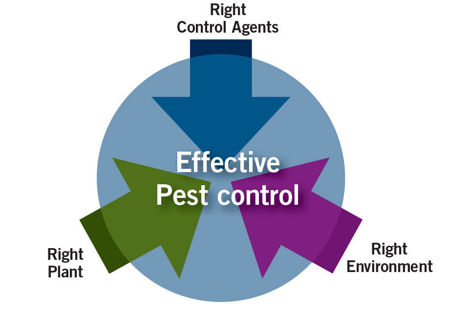 Prevention And Early Intervention The Keys To Biocontrol Success In Greenhouse Crops