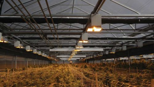 Cannabis Archives - Page 12 of 13 - Greenhouse Grower