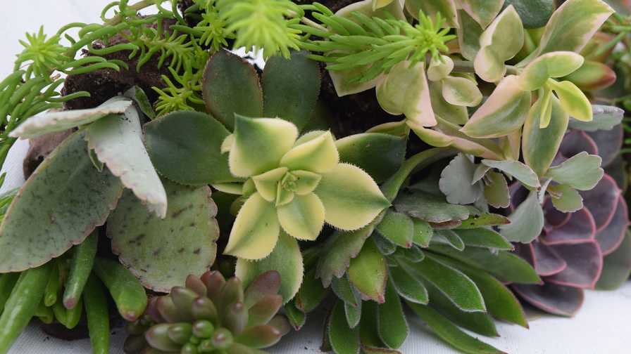 Ball Seed to Partner With Tagawa Greenhouses on New Succulent Offerings ...