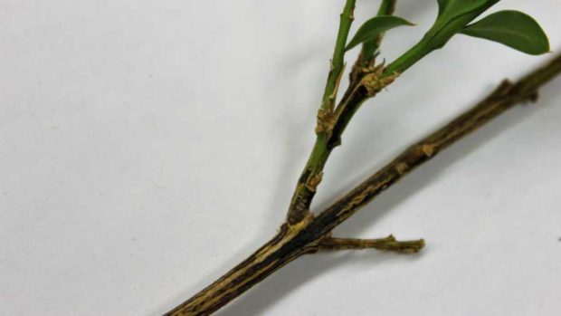 Concerned About Boxwood Blight Here Are Some Updated Management Tips Greenhouse Grower 1043