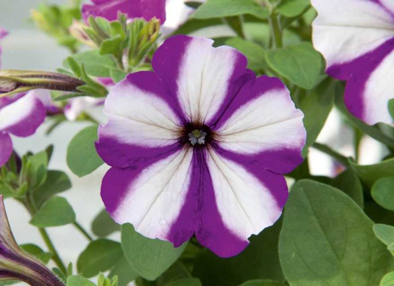 34 New Flowering Annuals to Brighten Up Your Product Mix - Greenhouse ...