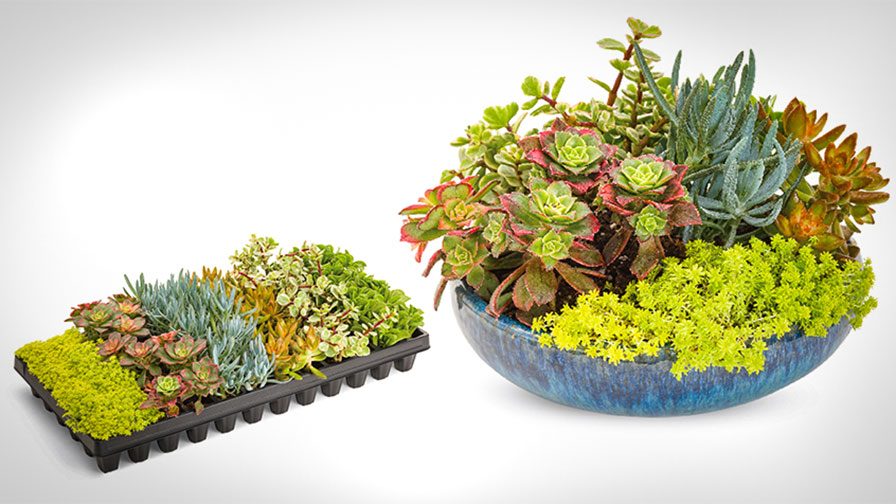 Proven Winners Delays Launch of Coral Creations Succulents - Greenhouse  Grower