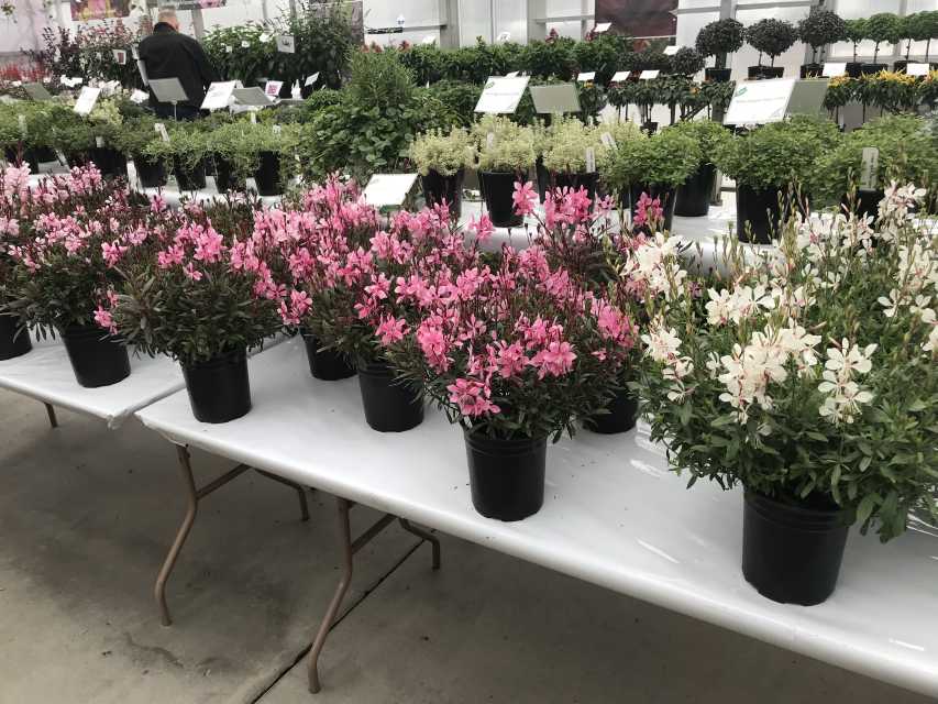 CAST 2018: Dr. A’s Favorites From Syngenta Flowers, Bailey Nurseries ...