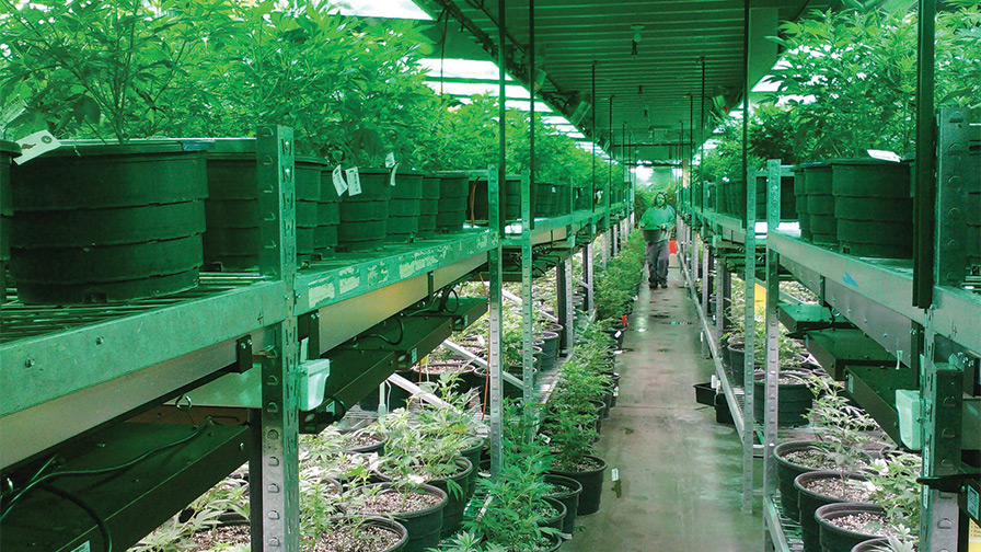 Greenhouses For Growing Cannabis: 3 Must Have Considerations