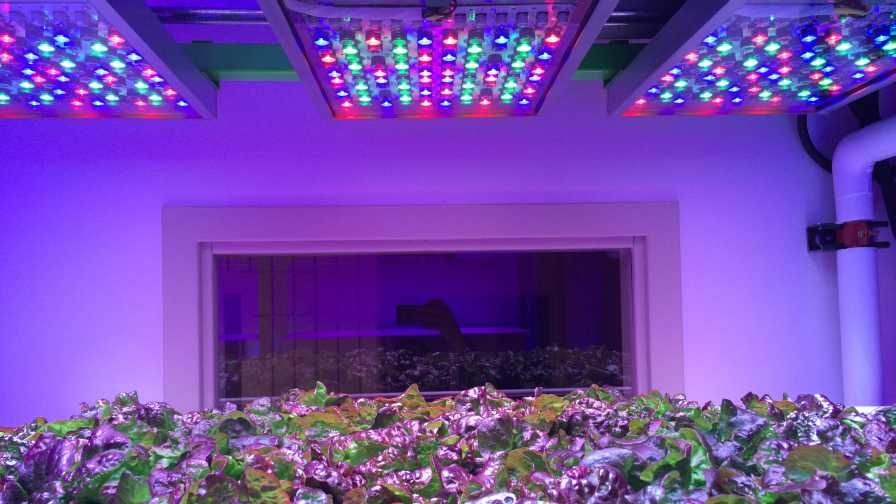 Ways the Technical Will Affect Horticulture Lighting - Greenhouse Grower
