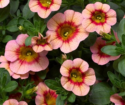 New Varieties Website From National Garden Bureau Now Available ...