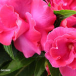 New Guinea Impatiens Roller Coaster Hot Pink Greenhouse Grower