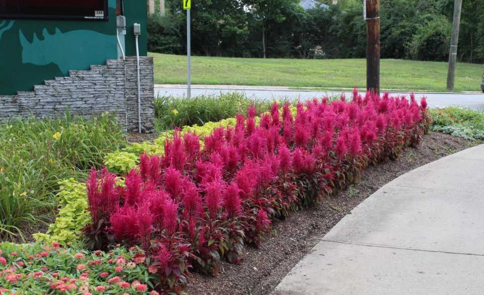 Top Varieties From The Cincinnati Botanical Garden S 2019 Trials Greenhouse Grower