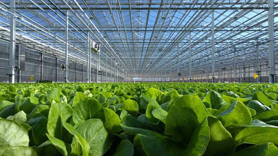 Fresh 365 - Fresh 365 hydroponically grown leafy greens with 90 less water  Hydroponically grown lettuce with 90…