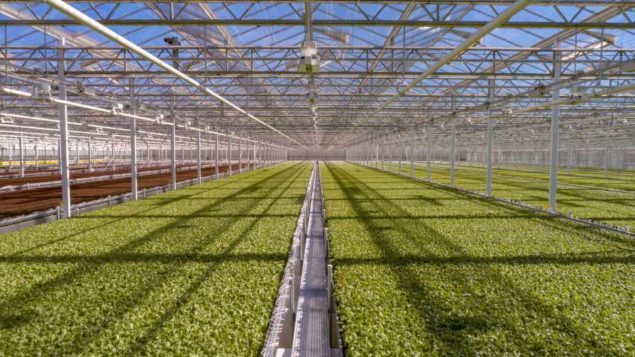 Greenhouse Lettuce Grower Invests in Major Expansion - Greenhouse Grower