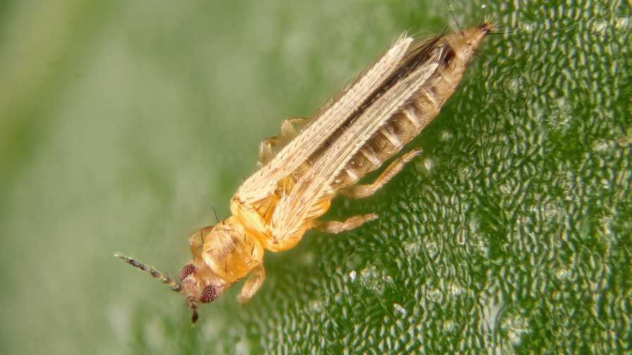 Chemical control of western flower thrips
