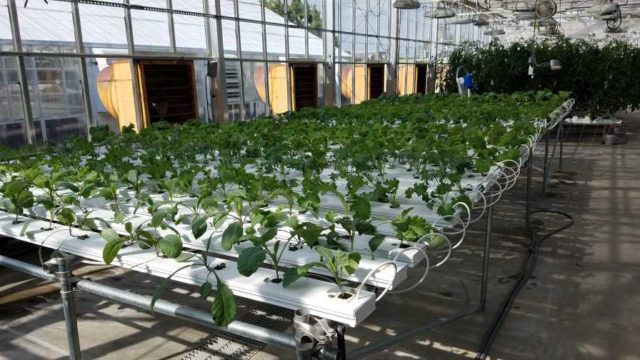 5 Top Takeaways From Trial of Hydroponic Kale Cultivars - Greenhouse Grower