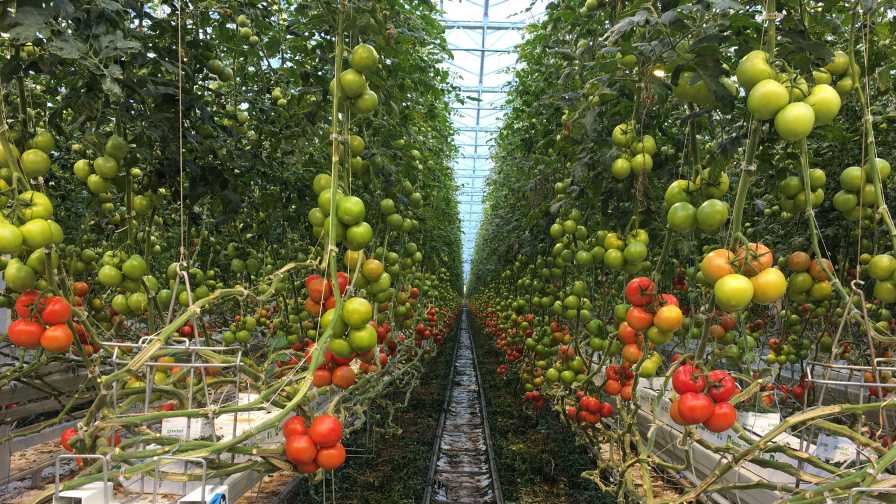 High Wire Tomatoes 