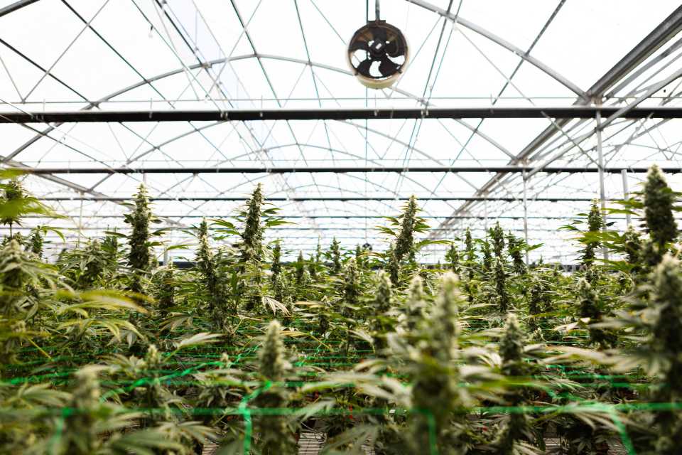 How One Cannabis Grower Is Keeping Things Sustainable - Greenhouse Grower