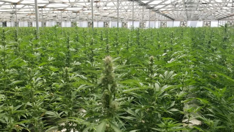 Cannabis Autoflower Trait on Path to Commercialization - Greenhouse Grower