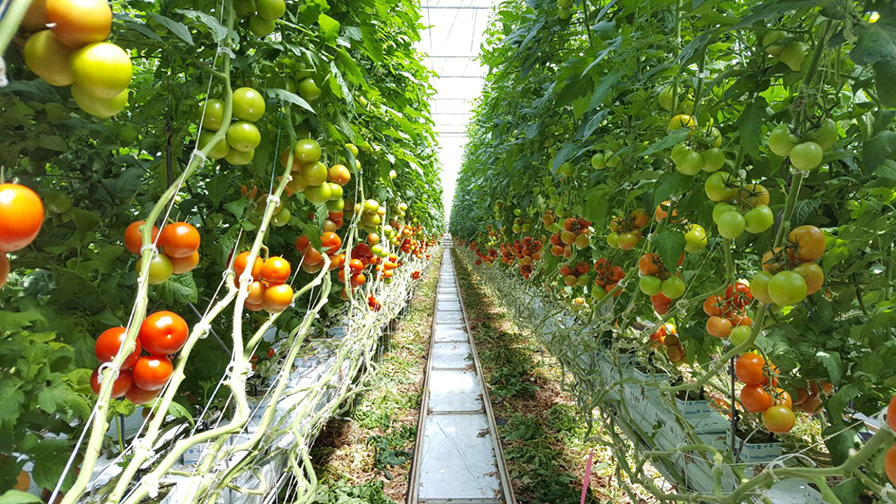 Why Variety Selection Is Critical in Greenhouse Tomatoes - Greenhouse ...