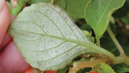 Disease Control Archives - Greenhouse Grower